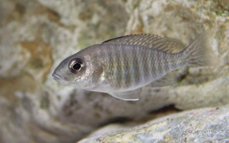 Aulonocara stuartgranti 'Undu Reef'